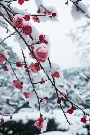 Japanese plum blossoms in the snowの写真素材