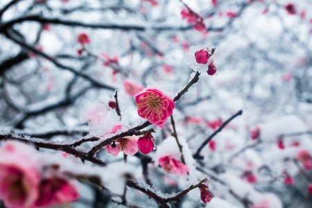 Japanese plum blossoms in the snowの写真素材