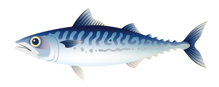 Isolated on the white background, the mackerel.のイラスト素材