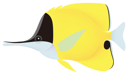 The long-beaked butterflyfish, isolated on the white background.のイラスト素材
