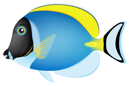 The powderblue surgeonfish, isolated on the white background.のイラスト素材