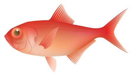 fresh alfonsin, isolated on the white background.のイラスト素材