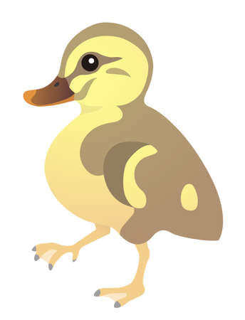 Duck Chicks White Backgroundのイラスト素材