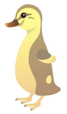 Duck Chicks White Backgroundのイラスト素材
