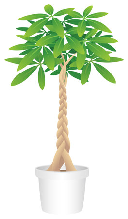 Pakiraのイラスト素材