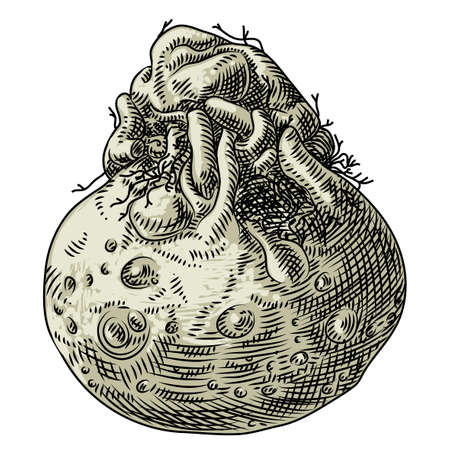 Celery root on a white background. Freehand drawing.のイラスト素材