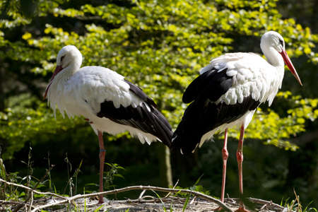 Storks in the nest with a forest as a backgroundの写真素材
