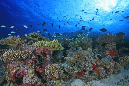 Coral reef in the indian oceanの写真素材