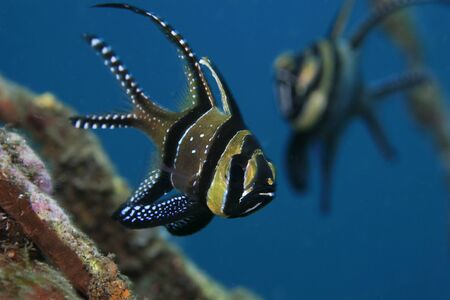 Banggai cardinalfish in the tropical waters of indonesiaの写真素材