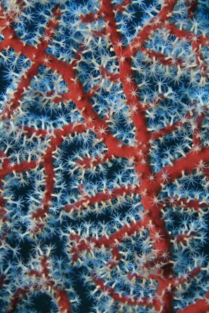 Fan coral and white polypsの写真素材