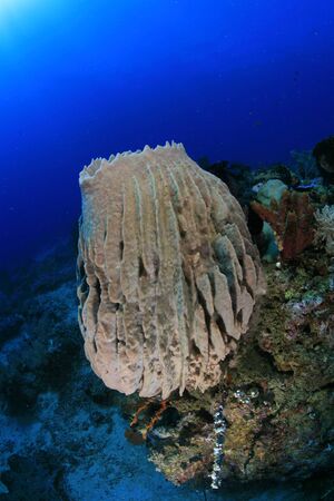 Sponge in the tropical coral reef の写真素材