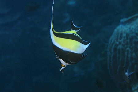 Moorish idol in the tropical waters of indonesia
