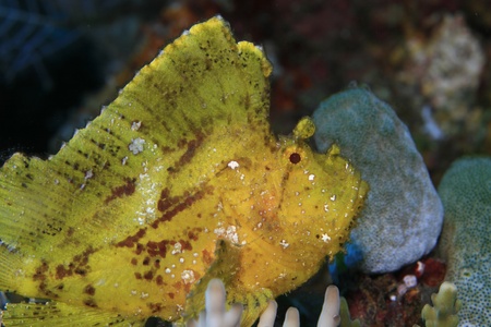 Leaf scorpionfish in the tropical reef