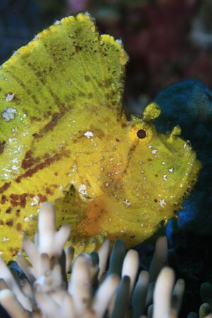Leaf scorpionfish in the tropical reefの写真素材