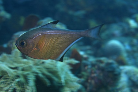 Black edged sweeper in the coral reefの写真素材