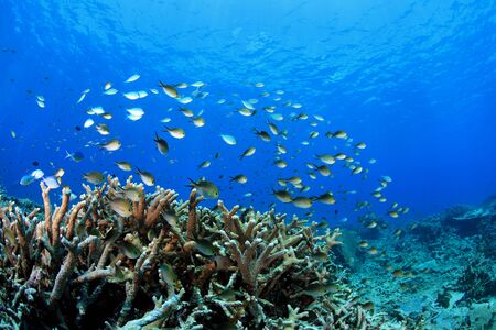 Coral reef and fish