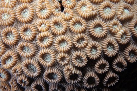 Close up of stony coralの写真素材