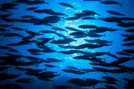 Shoal of fish の写真素材
