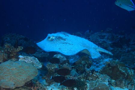 Porcupine ray の写真素材
