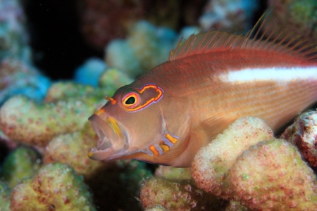 Arc-eye hawkfish の写真素材