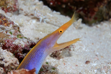 Ribbon eel 