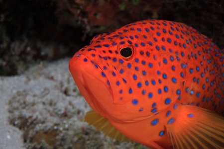 Coral hind の写真素材