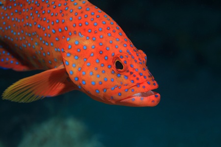 Coral hind grouper  Cephalopholis miniata の写真素材
