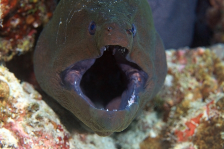 Giant moray  Gymnothorax javanicus の写真素材