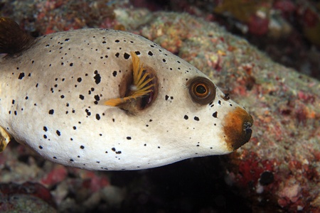 Black Spotted Puffer  Arothron nigropunctatus 
