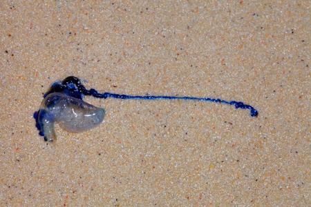Portuguese man of war jellyfish  Physalia physalis  