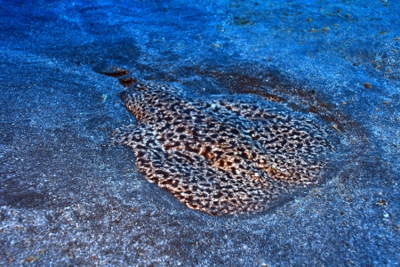 Marbled electric ray  の写真素材