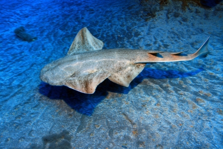 Common angelshark  の写真素材