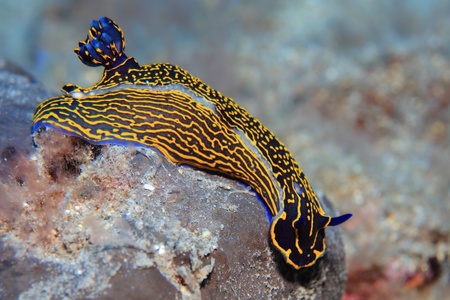 Colorful sea slug  の写真素材