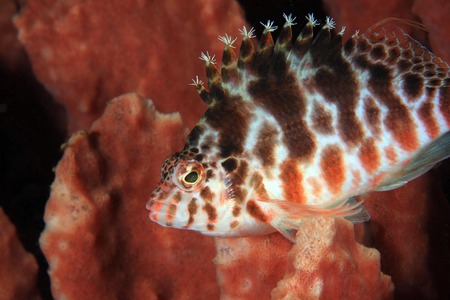 Spotted hawkfish 