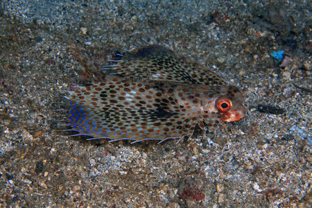 Flying gurnard の写真素材