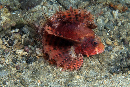 Shortfin firefish 