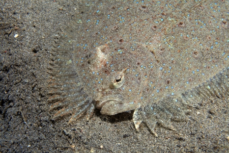 Leopard flounder の写真素材