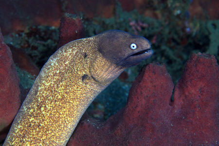 White-eyed moray eel の写真素材