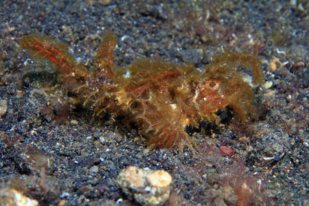 Ambon scorpionfish の写真素材