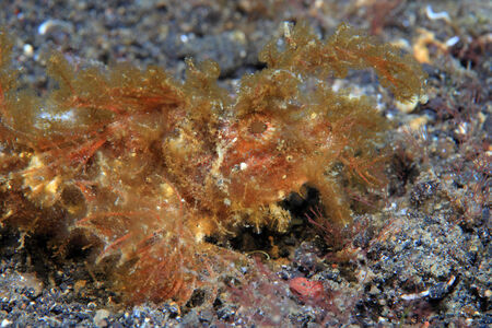 Ambon scorpionfish の写真素材