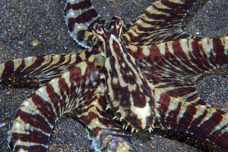 Mimic octopusの写真素材