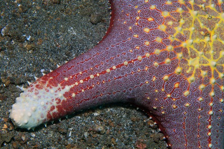 Arm of colorful sea star の写真素材
