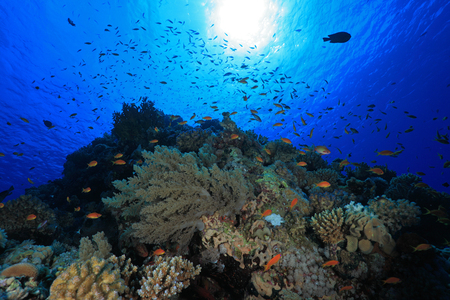 Colorful fish in the tropical reef of the red sea の写真素材
