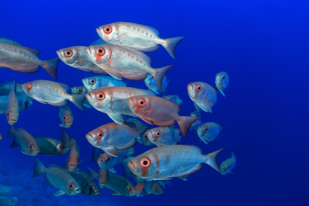 Shoal of bigeye perches in the red sea の写真素材