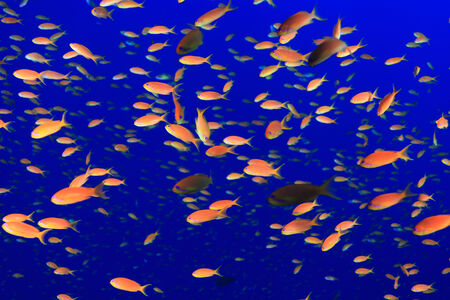 Colorful fish in the red sea の写真素材
