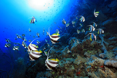 Shoal of longfin bannerfish in the red sea の写真素材