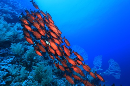 Shoal of red bigeye perches in the red sea の写真素材