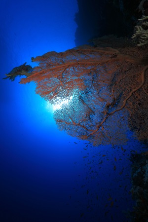 Gorgonian sea fan coral in the red sea 