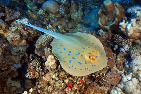 Bluespotted stingray の写真素材