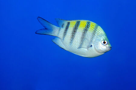 Sergeant major damselfish の写真素材